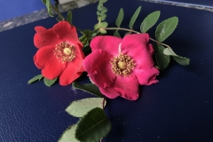 Rosa moyesii \"Geranium\", Rosa moyesii