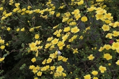 Rosa Helen Knight