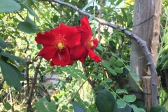 Rosa Red Haze