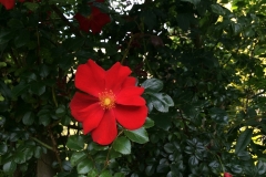 Rosa Red Haze