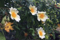 Rosa Mermaid