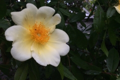 Rosa Mermaid