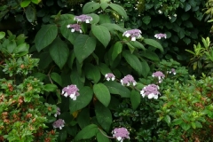 Hydrangea aspera macrophylla