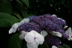 Hydrangea aspera macrophylla