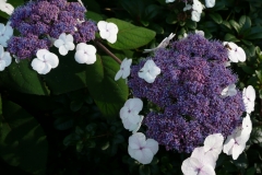 Hydrangea aspera macrophylla