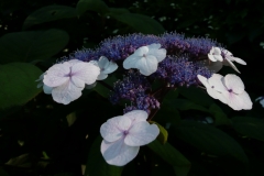 Hydrangea aspera macrophylla