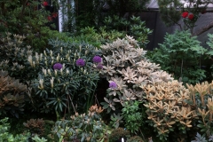 Schönlaubige Rhododendren, Neuaustrieb,