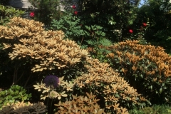 Schönlaubige Rhododendren, Neuaustrieb,