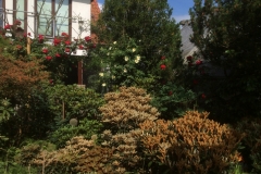 Schönlaubige Rhododendren
