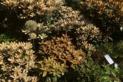 Schönlaubige Rhododendren, Rhod. bureavii Mitte, braune Blattfärbung