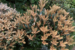 Rhododendron Hydon Velvet, rechts