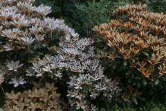 Schönlaubige Rhododendren