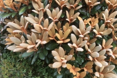 Rhod. Hydon Velvet, 8. Juli