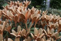 Rhododendron Hydon Velvet