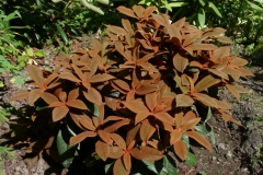 Rhododendron bureavii