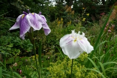 Iris ensata
