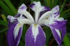 Iris laevigata monstrosa