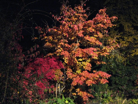 Cornus kousa - angestrahlt bei Nacht (aufgenommen Ende Oktober)