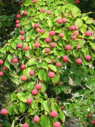 Cornus kousa "Selektion Kordes" mit Früchten und Blütenknospenansatz für das nächste Jahr (aufgenommen im September)