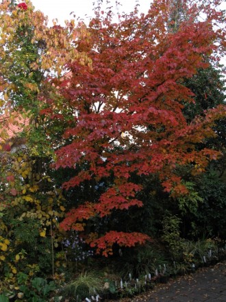 Cornus kousa "Selektion Kordes" - Laubfärbung Ende Oktober