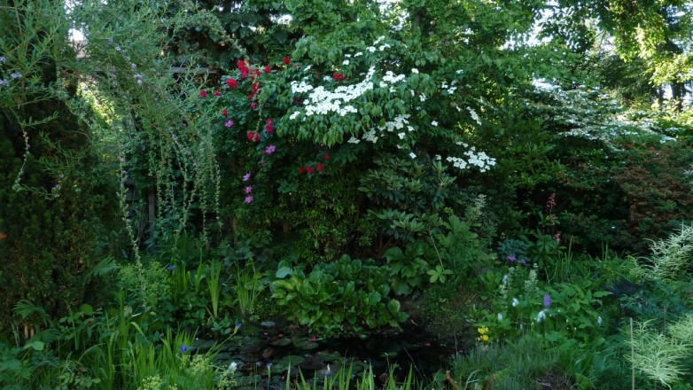 Blick über den Teich (aufgenommen am 18. Juni)