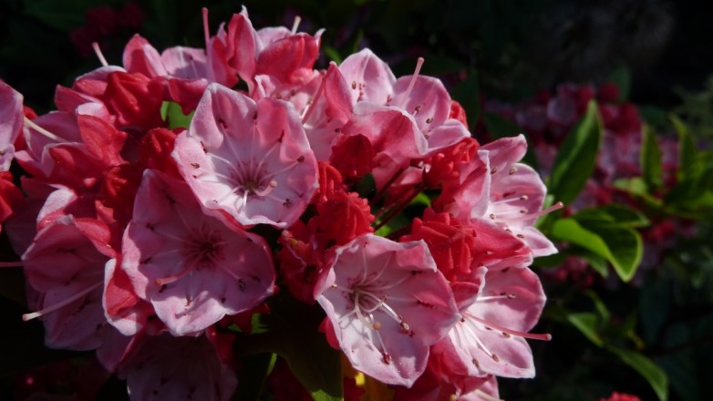 Kalmia latifolia "Ostbo Red" (aufgenommen am 28. Juni)