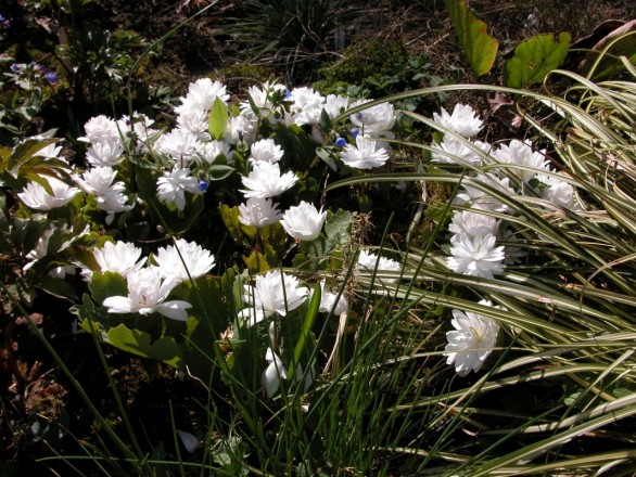 Sanguinaria canadensis plena (aufgenommen am 23. April)