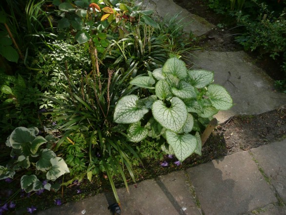 Links: Brunnera macrophylla "Variegata", rechts: Brunnera macrophylla "Jack Frost" (aufgenommen im Mai)