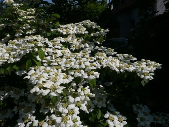 Viburnum plicatum "Cascade" (aufgenommen am 21. Mai)