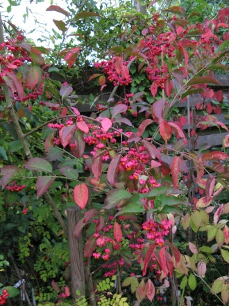 Pfaffenhut - Euonymus europaeus "Red Cascade" (aufgenommen am 4. Oktober)