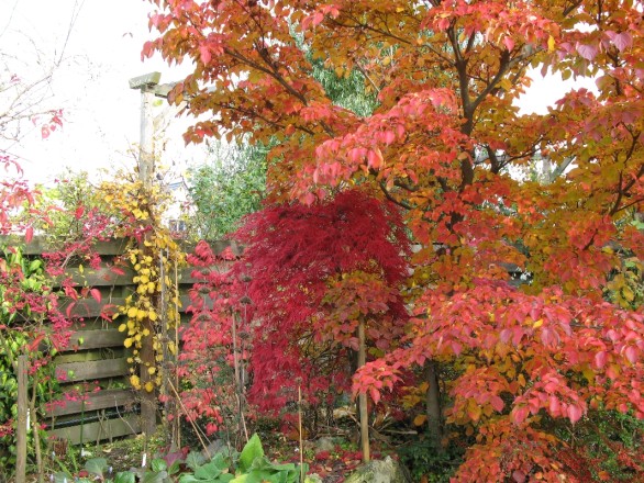 Herbststimmung Ende Oktober mit Pfaffenhut und japanischem Ahorn Acer palmatum "Dissectum Garnet"