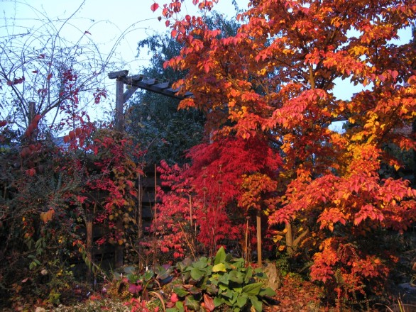 Abends mit Strahler: links Pfaffenhut, dann Japanischer Ahorn und Blütenhartriegel (aufgenommen am 31. Oktober)