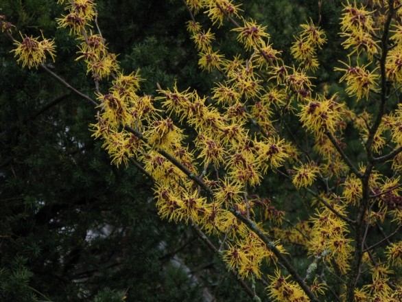Hamamelis "Barmstedt's Gold"- Farbe bei Regen