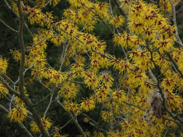 Hamamelis "Barmstedt's Gold" - Farbe in der Dämmerung