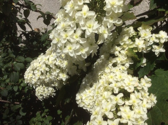 Hydrangea quercifolia "Snowflake" (1. Juli)