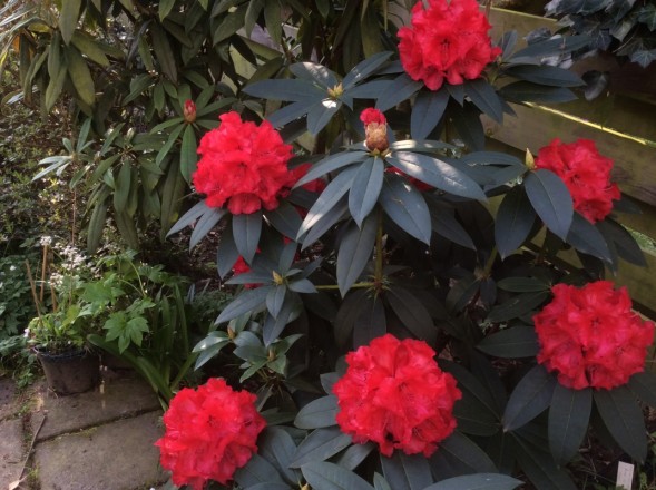 Rhododendron "Grace Seabrook", das Gegenstück zu Rhododendron "Taurus" (auf den folgenden Bildern zu sehen)