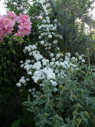 Viburnum plicatum und Phlomis fruticosa (aufgenommen am 21. Mai)