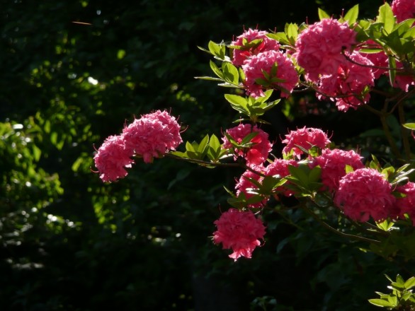Rhododendron luteum "Homebush" (aufgenommen am 21. Mai)