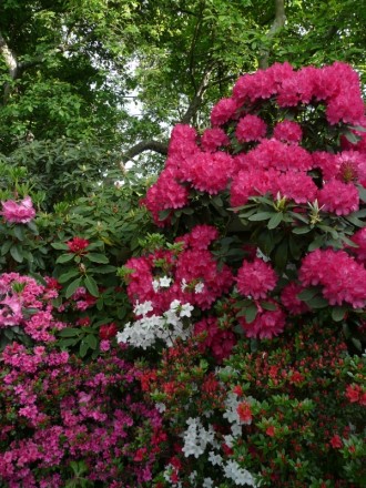Oben: Rhododendron yakushimanum "Astrid" (aufgenommen am 18. Mai)