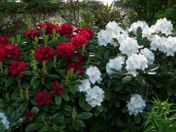 Rhododendron "Brisanz" und Rhododendron "Schneekrone" (aufgenommen am 9. Mai)