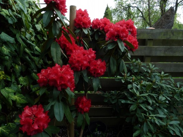 Rhododendron “Taurus“ (Ende April bis Anfang Mai)